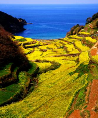 旅Karatsu 唐津観光協会｜浜野浦の棚田