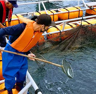 イメージ：生かしたまま流通できるから新鮮！！